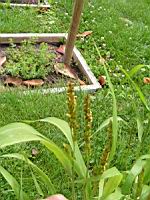 Sorgho, Sorghum bicolor (2) (Photo F. Mrugala)